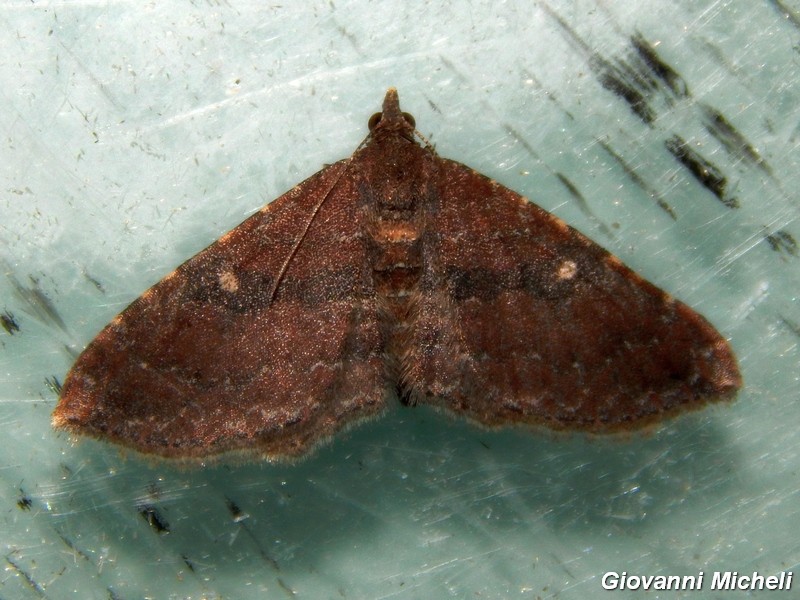 Geometridae da ID1